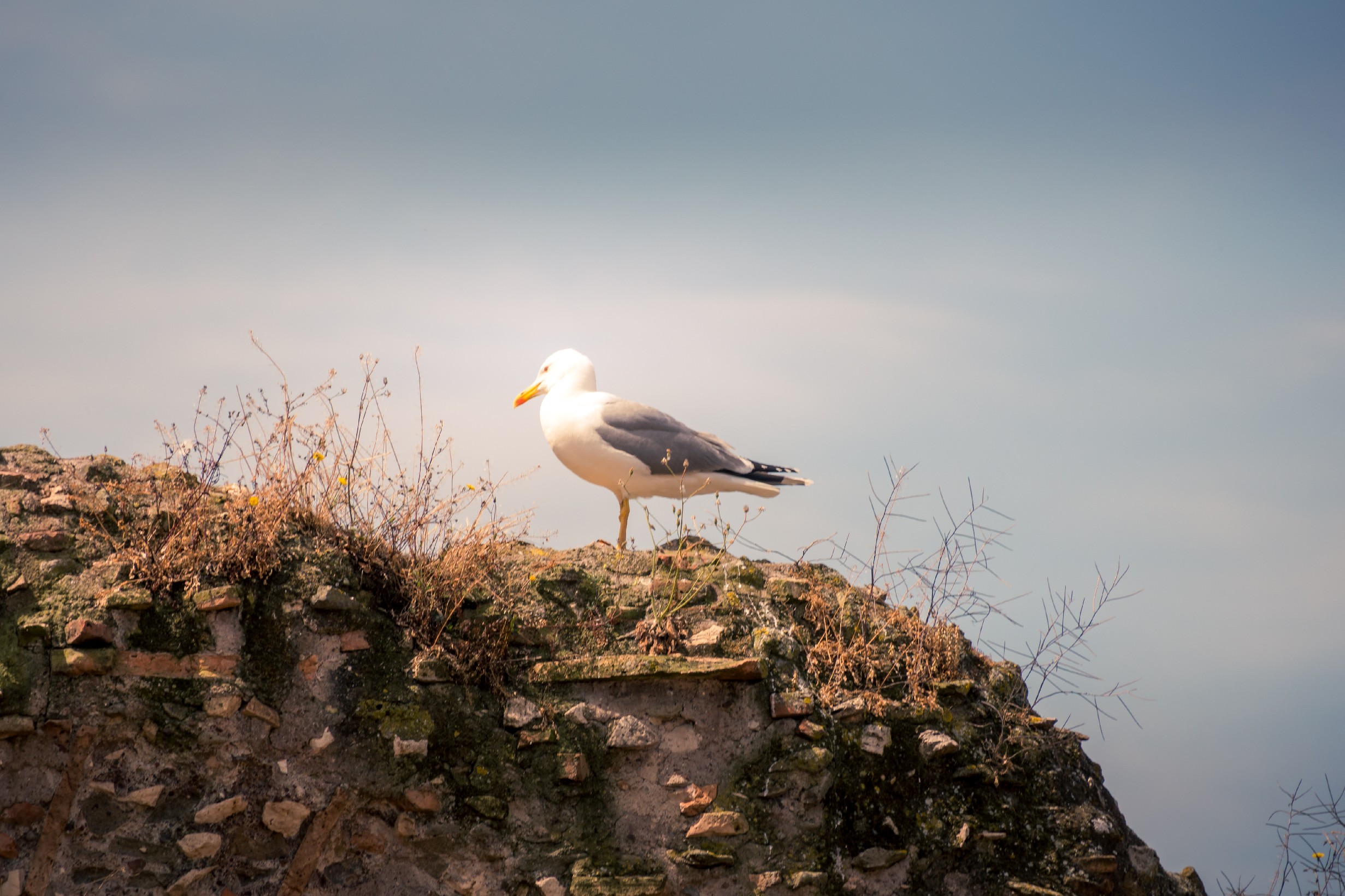 20250509 Rome Forum Romana 031